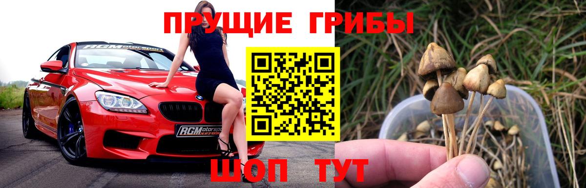 Псилоцибиновые грибы Psilocybe Саратов