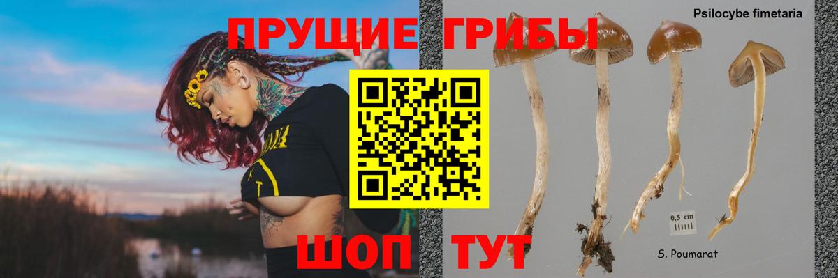 Галлюциногенные грибы мицелий  закладки  Галлюциногенные грибы мицелий  Саратов  Вход с VPN 